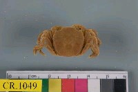 藏品(長指近方蟹)的圖片